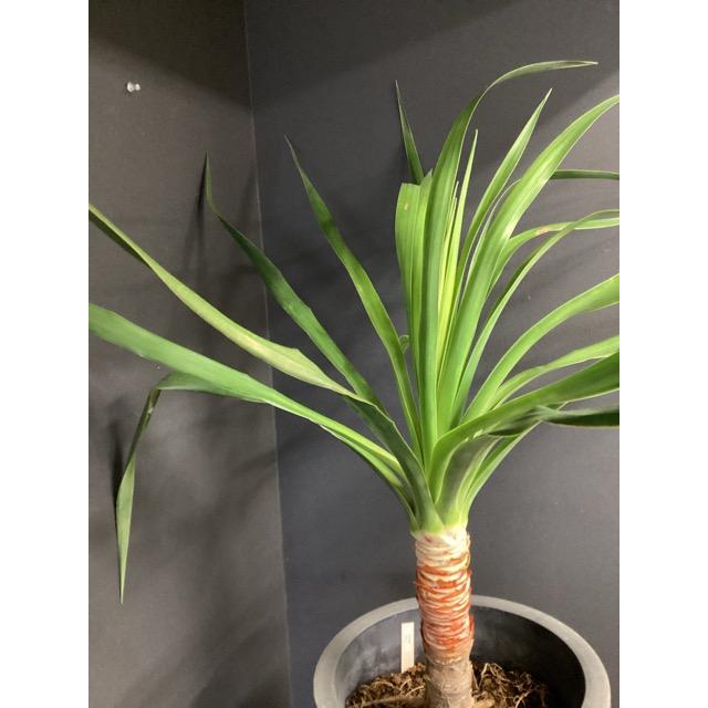 現品 観葉植物 レア ドラセナ ドラコ インテリア 素敵なプランツ 育て