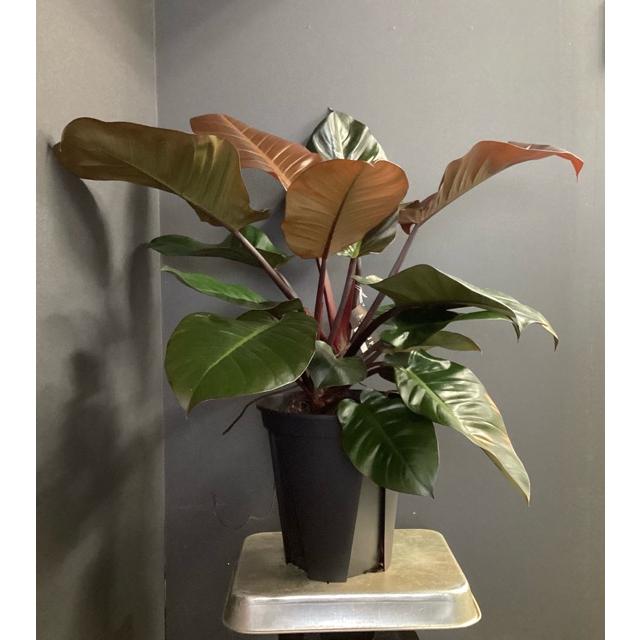 観葉植物 熱帯植物 フィロデンドロン ブラックカーディナル