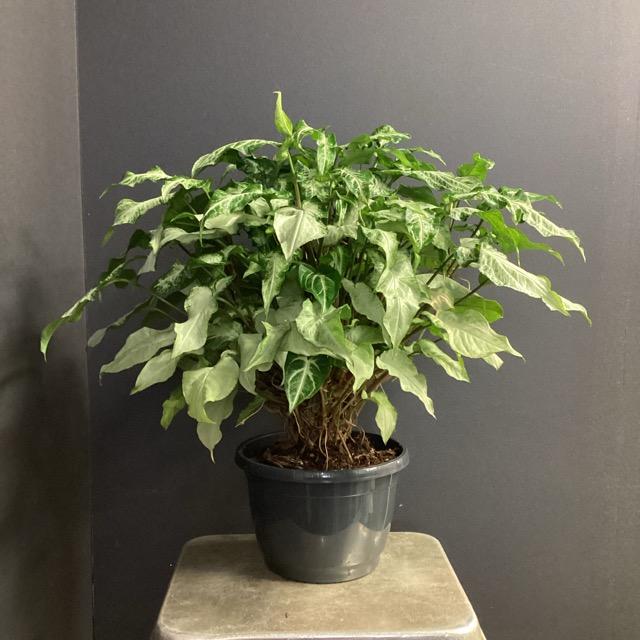 観葉植物 熱帯植物 シンゴニウム スリーキングス インテリア 素敵な