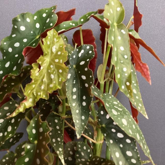 観葉植物 熱帯植物 ベゴニア マクラータ インテリア 素敵なプランツ