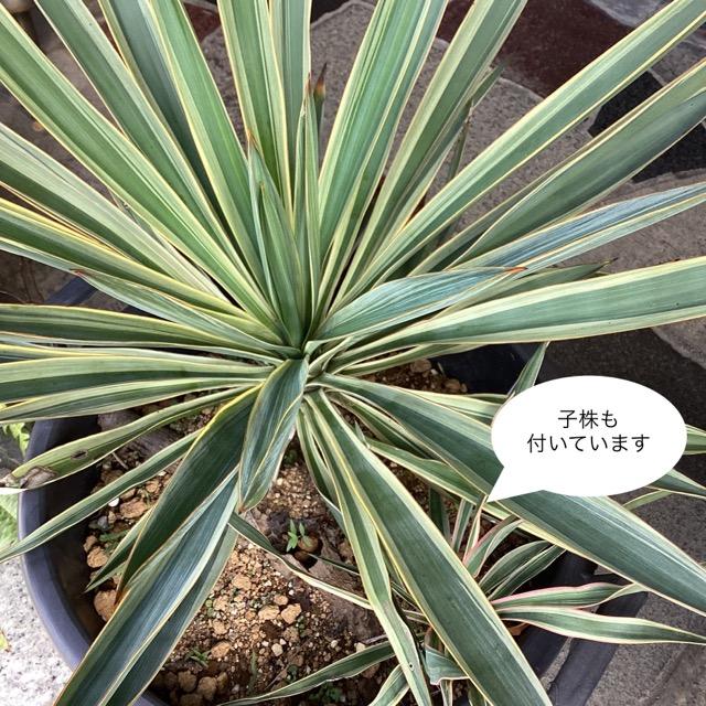 観葉植物 ユッカ グロリオサ バリエガータ 幹上げ48センチ インテリア