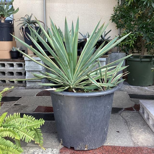 観葉植物 ユッカ グロリオサ バリエガータ 幹上げ48センチ インテリア