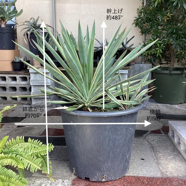 スタイリッシュ　ユッカ　グロリオサバリエガータ　しっかりとした幹立ち　芋付き ユッカ グロリオサ バリエガータ 苗 おすすめ 苗木部 By 花