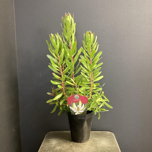 オーストラリア植物 観葉植物 リューカデンドロン Sunshine オーストラリア植物 観葉植物 リューカデンドロン Sunshine