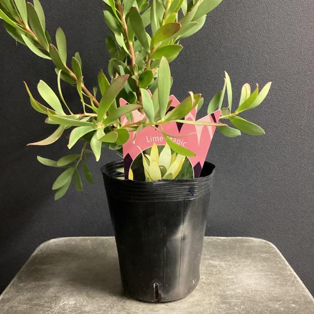 オーストラリア植物 観葉植物 リューカデンドロン Lime Magic オーストラリア植物 観葉植物 リューカデンドロン Lime Magic