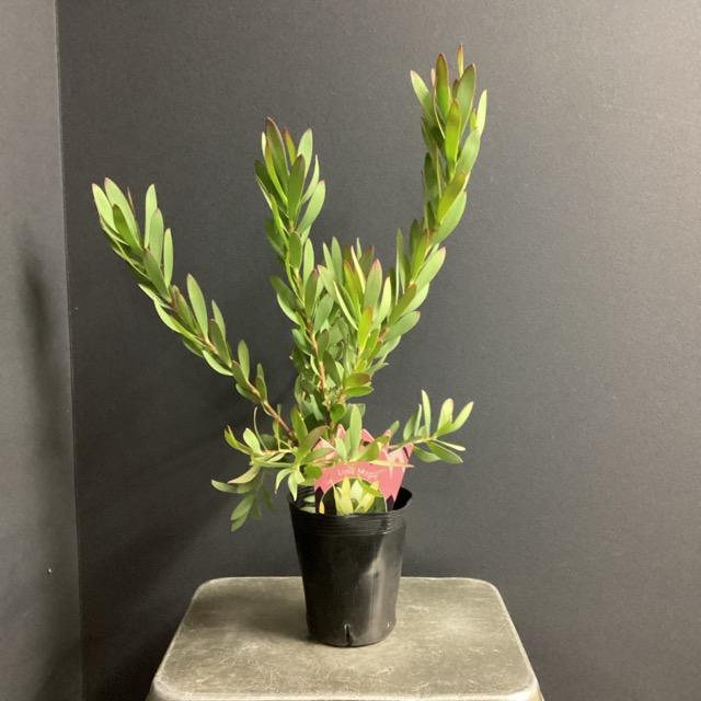 オーストラリア植物 観葉植物 リューカデンドロン Lime Magic オーストラリア植物 観葉植物 リューカデンドロン Lime Magic