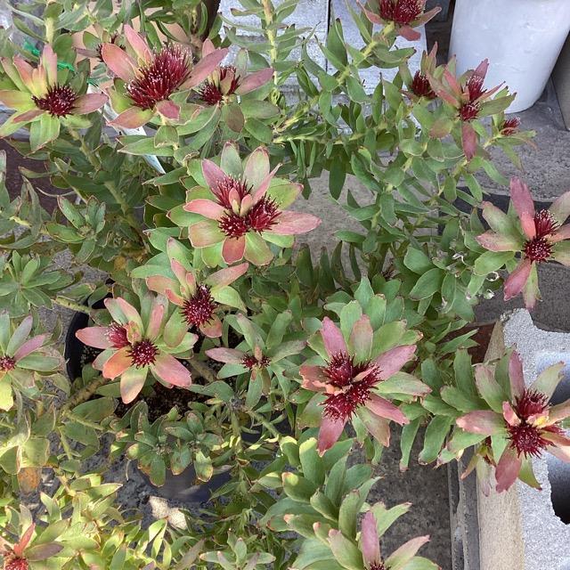 オーストラリア植物 観葉植物 リューコスペルマム カリプソ