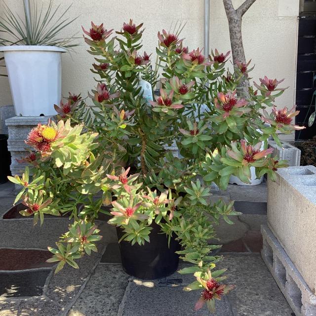 オーストラリア植物 観葉植物 リューコスペルマム カリプソレッド ピン