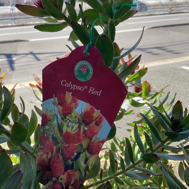 オーストラリア植物 観葉植物 リューコスペルマム カリプソレッド ピン