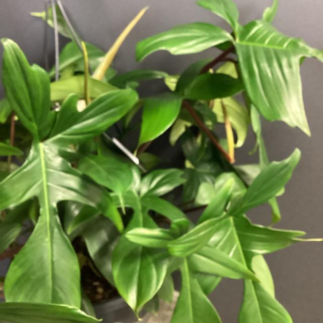 観葉植物 熱帯植物 フィロデンドロン フロリダ インテリア 素敵な