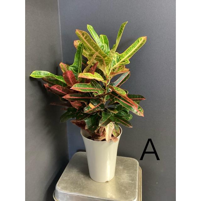 選べる 観葉植物 熱帯植物 クロトン エクセレント ウェーブ カール