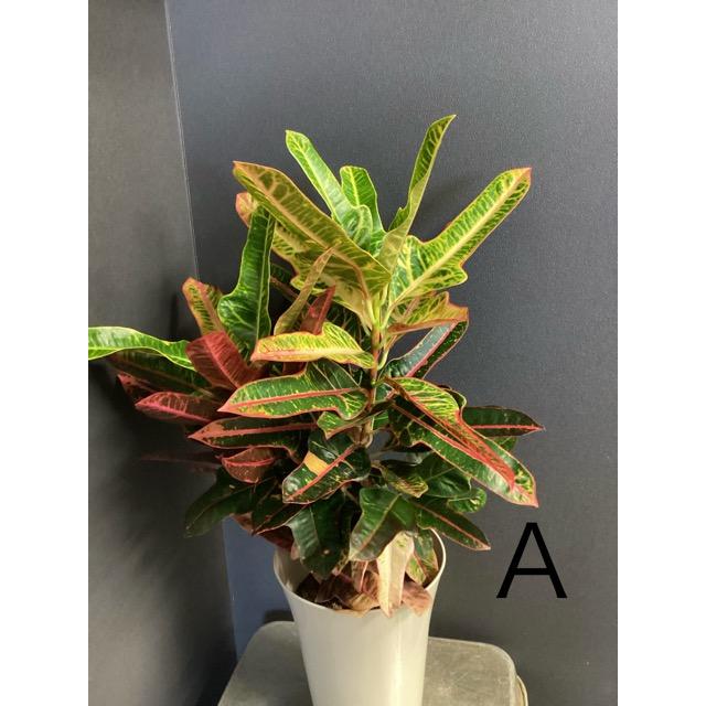 選べる 観葉植物 熱帯植物 クロトン エクセレント ウェーブ カール 