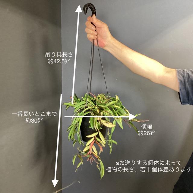 ホヤ ケンティアナ バリエガータ 斑入り 観葉植物 熱帯植物 インテリア