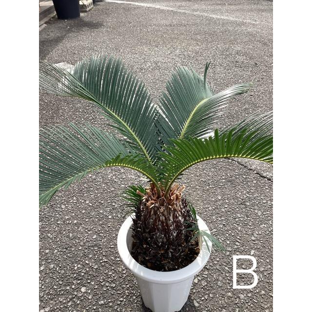 選べる 観葉植物 ソテツ 蘇鉄 インテリア 素敵なプランツ 素敵なお庭