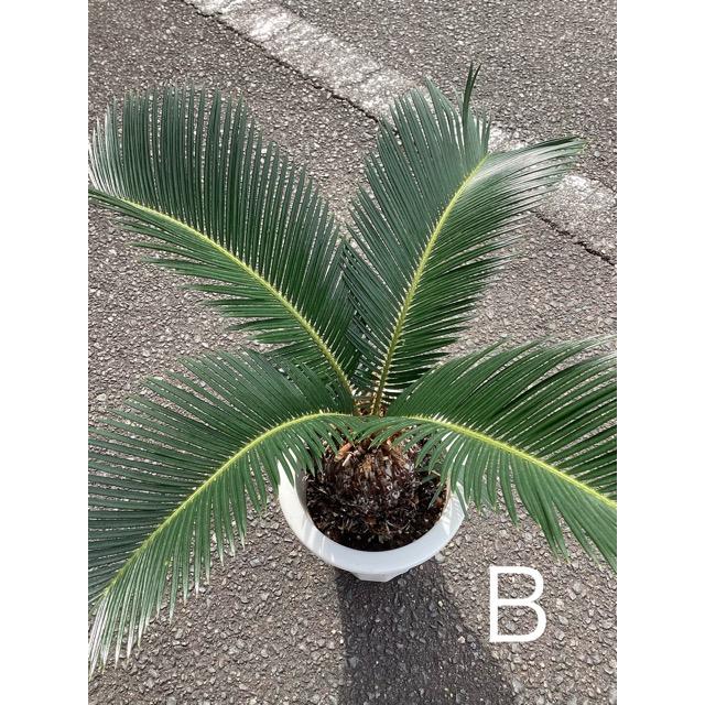 選べる 観葉植物 ソテツ 蘇鉄 インテリア 素敵なプランツ 素敵なお庭