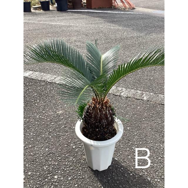 選べる 観葉植物 ソテツ 蘇鉄 インテリア 素敵なプランツ 素敵なお庭
