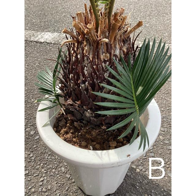 ⭕蘇鉄⭕ソテツ⭕ドライガーデン等に⭕ 選べる 観葉植物 ソテツ 蘇鉄 インテリア 素敵なプランツ 素敵なお庭