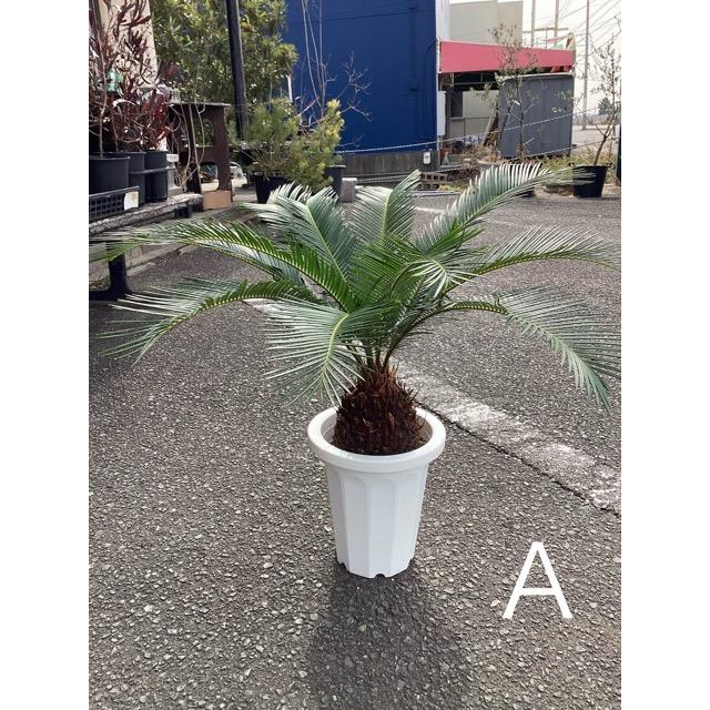 選べる 観葉植物 ソテツ 蘇鉄 インテリア 素敵なプランツ 素敵なお庭