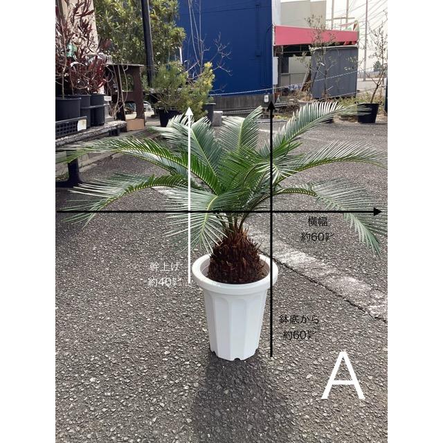 蘇轍　ソテツ　ドライガーデン　大セット 蘇鉄 ソテツ 観葉植物 お祝 新築祝い 開店祝い シンボルツリー 12号