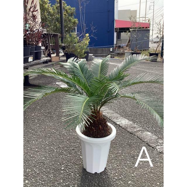 選べる 観葉植物 ソテツ 蘇鉄 インテリア 素敵なプランツ 素敵なお庭