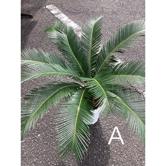 選べる 観葉植物 ソテツ 蘇鉄 インテリア 素敵なプランツ 素敵なお庭