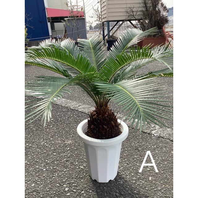選べる 観葉植物 ソテツ 蘇鉄 インテリア 素敵なプランツ 素敵なお庭