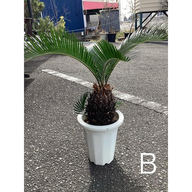 選べる 観葉植物 ソテツ 蘇鉄 インテリア 素敵なプランツ 素敵なお庭