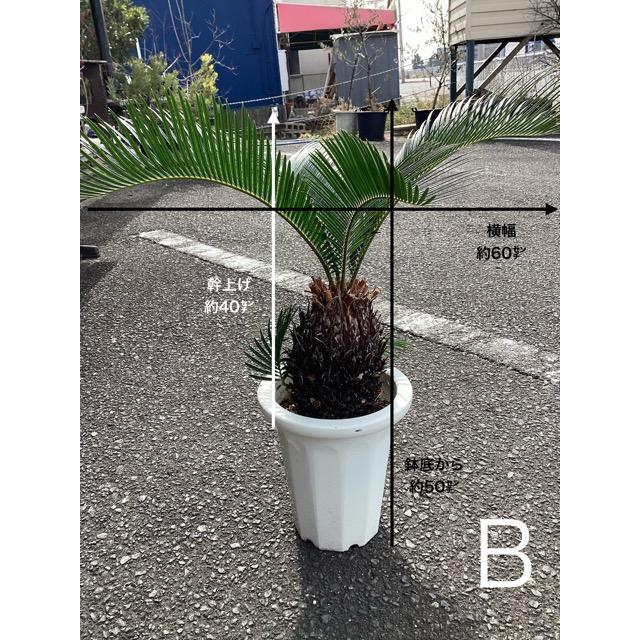 選べる 観葉植物 ソテツ 蘇鉄 インテリア 素敵なプランツ 素敵なお庭