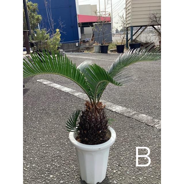 選べる 観葉植物 ソテツ 蘇鉄 インテリア 素敵なプランツ 素敵なお庭