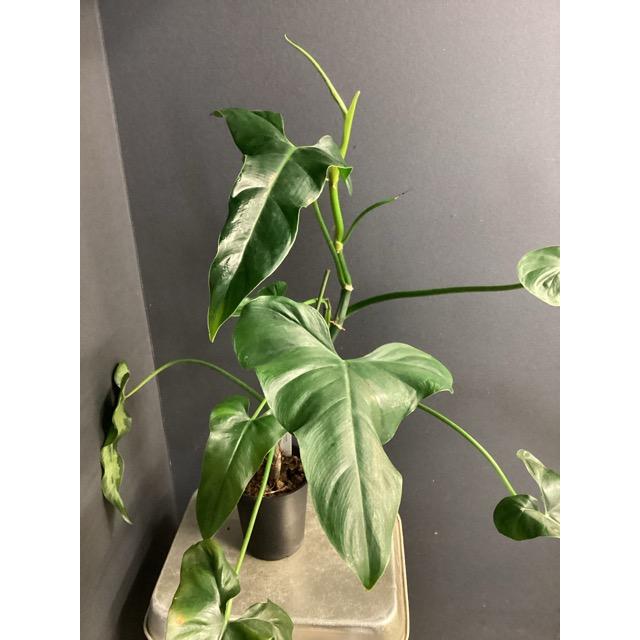 観葉植物 熱帯植物 フィロデンドロン メキシカナム 希少 インテリア