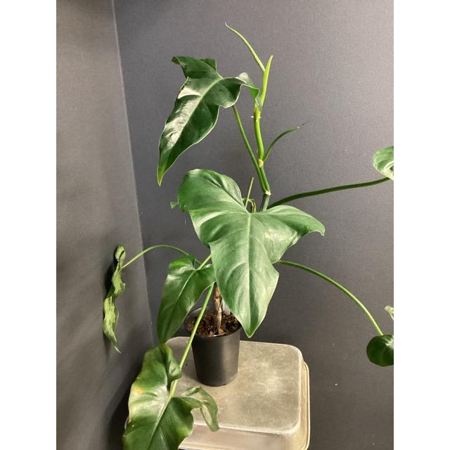 観葉植物 熱帯植物 フィロデンドロン メキシカナム 希少 インテリア