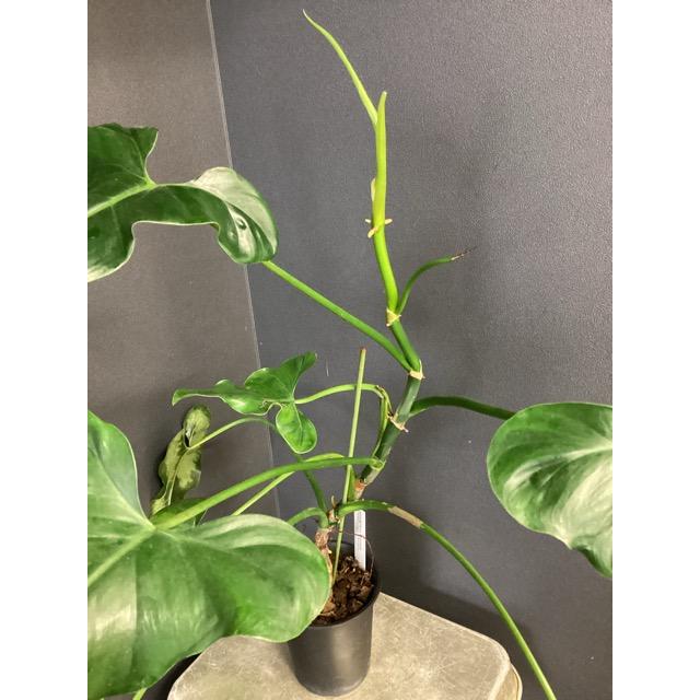 観葉植物 熱帯植物 フィロデンドロン メキシカナム 希少 インテリア