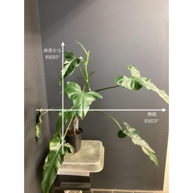観葉植物 熱帯植物 フィロデンドロン メキシカナム 希少 インテリア
