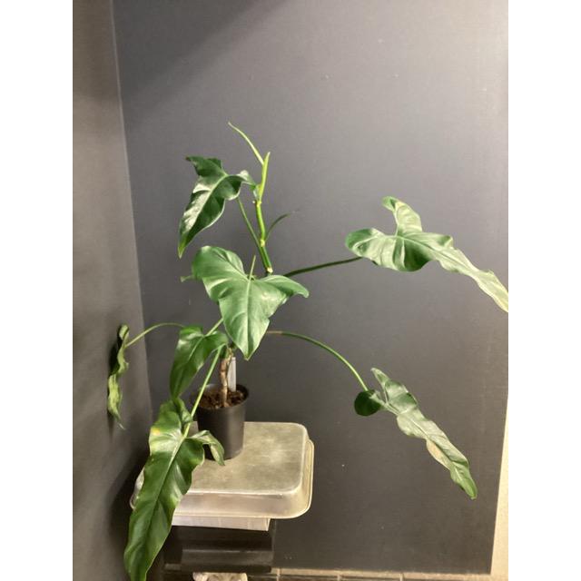 観葉植物 熱帯植物 フィロデンドロン メキシカナム 希少 インテリア