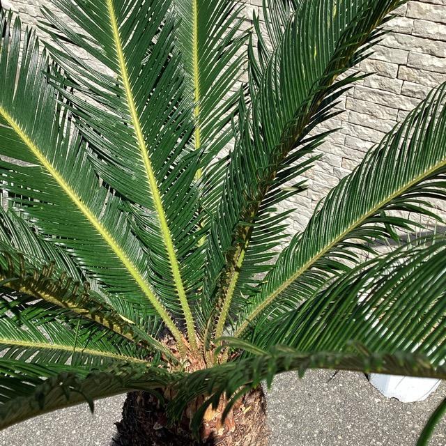 観葉植物 ソテツ 蘇鉄 幹上げ120センチ インテリア 素敵な 観葉植物 ソテツ 蘇鉄 幹上げ120センチ インテリア 素敵な