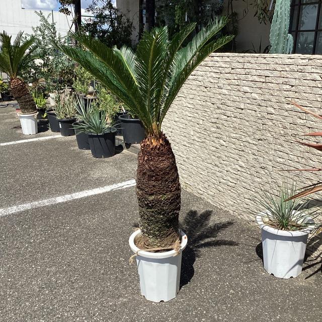 観葉植物 ソテツ 蘇鉄 幹上げ120センチ インテリア 素敵な 観葉植物 ソテツ 蘇鉄 幹上げ120センチ インテリア 素敵な