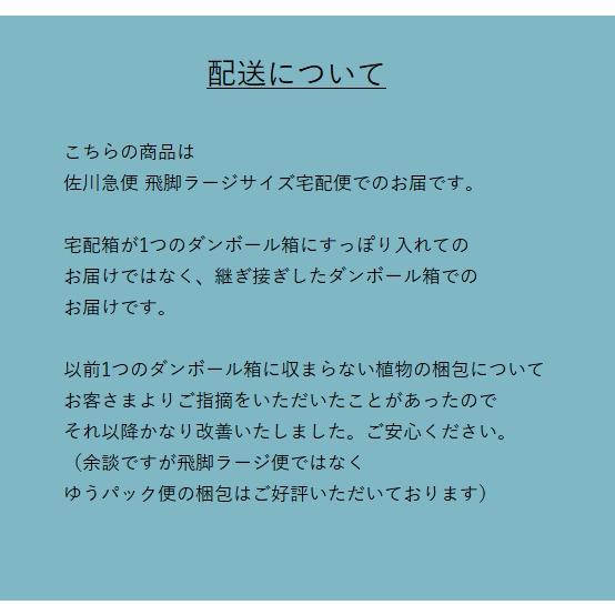 ソテツ幹極太 美株 観葉植物 ソテツ 蘇鉄 幹上げ120センチ 極太 インテリア 素敵な