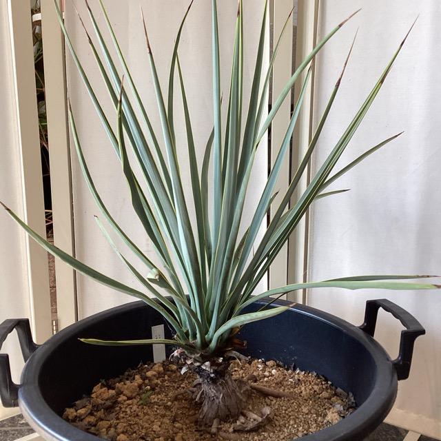 観葉植物 ユッカ リギダ インテリア 素敵なプランツ 素敵なお庭 ドライ