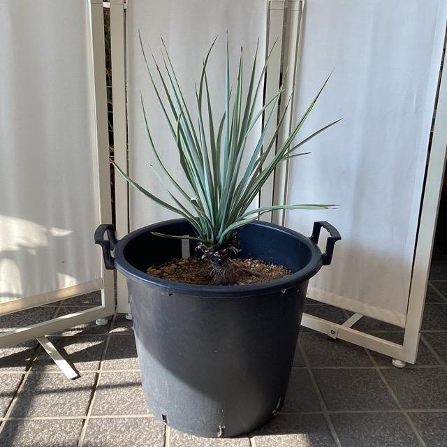 観葉植物 ユッカ リギダ インテリア 素敵なプランツ 素敵なお庭 ドライ