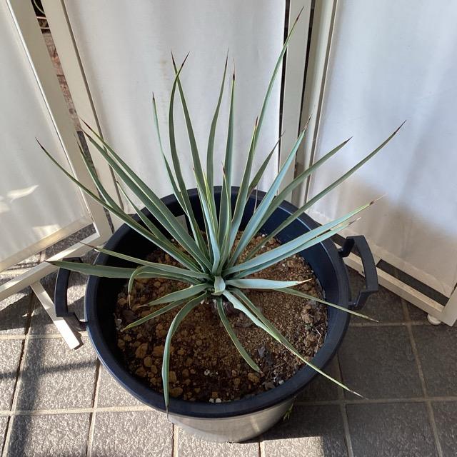 観葉植物 ユッカ リギダ インテリア 素敵なプランツ 素敵なお庭 ドライ