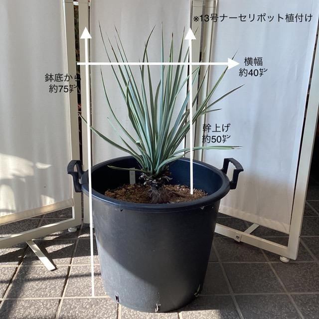 リギダ　ユッカ　太株 8号観葉植物 ドライガーデン二 リギダ ユッカ 太株 8号観葉植物 ドライガーデン二 ユッカ