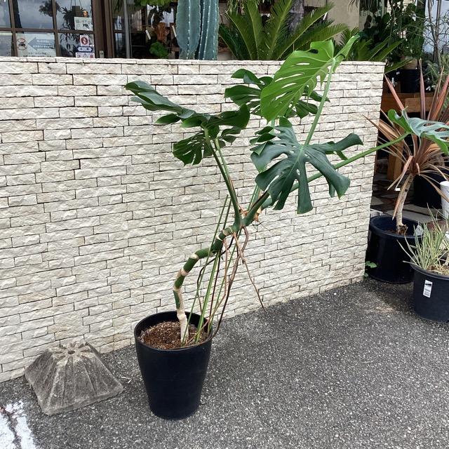 観葉植物 熱帯植物 モンステラ デリシオサ デリシオーサ幹上げタイプ