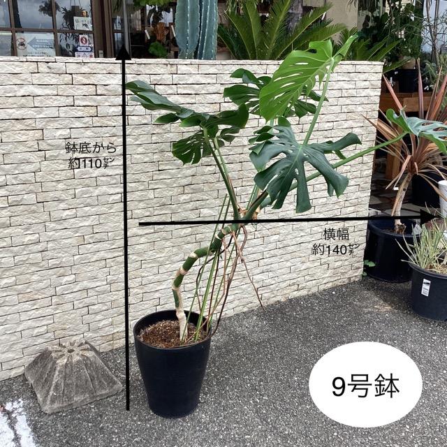 観葉植物 熱帯植物 モンステラ デリシオサ デリシオーサ幹上げタイプ