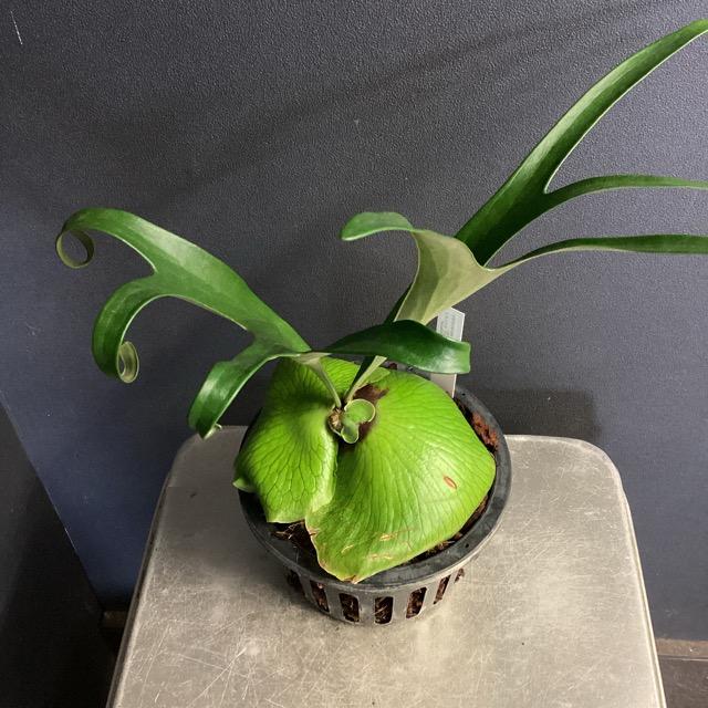 ビカクシダ ウィリンキー サンバウェンセ（cv.Sumbawense）希少品種