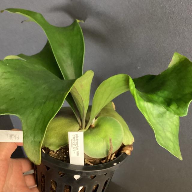 着生植物 観葉植物 コウモリラン ビカクシダ ヒリー 原種 鉢タイプ