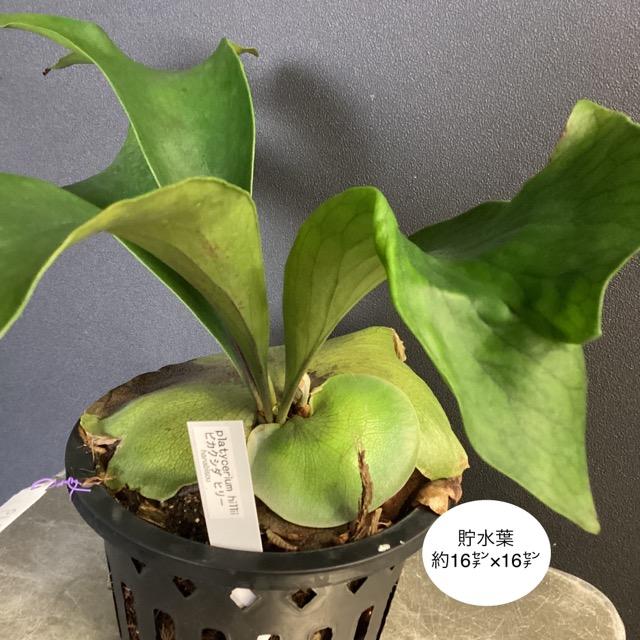 着生植物 観葉植物 コウモリラン ビカクシダ ヒリー 原種 鉢タイプ