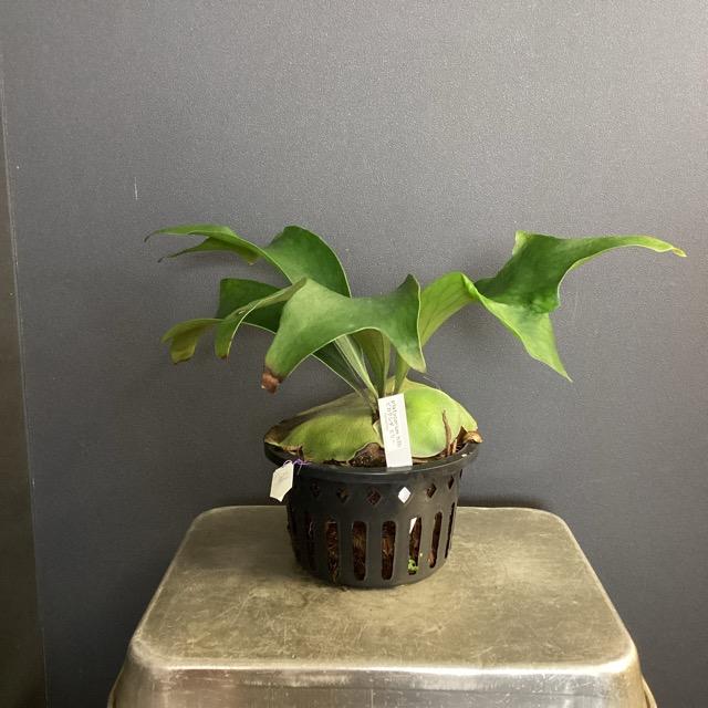着生植物 観葉植物 コウモリラン ビカクシダ ヒリー 原種 鉢タイプ