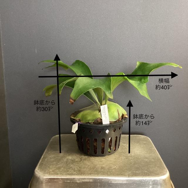 着生植物 観葉植物 コウモリラン ビカクシダ ヒリー 原種 鉢タイプ
