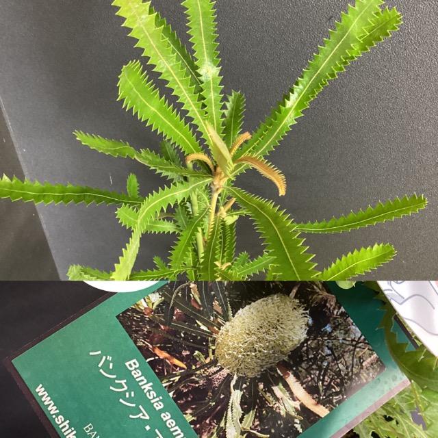 選べる オーストラリア植物 観葉植物 バンクシア アエムラ インテリア