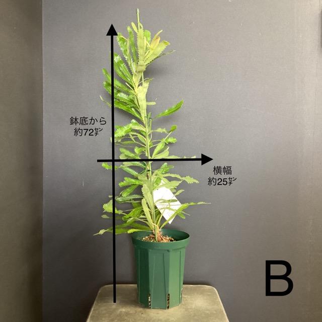 オージープランツ バンクシア アエムラ 大鉢 選べる オーストラリア